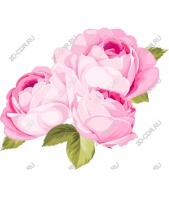  Elegant pink roses