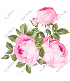  Elegant pink roses