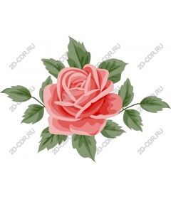  Elegant blooming rose