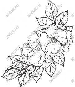 Delicate flowers in black and white