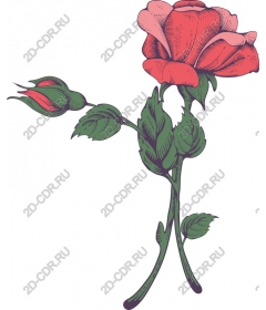  Elegant rose