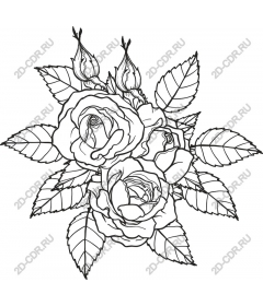  Elegant rose