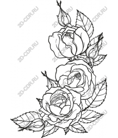  Elegant rose