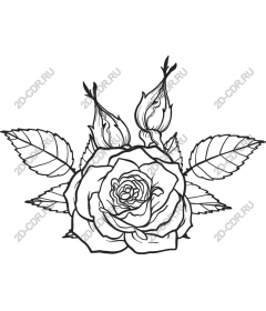  Elegant rose