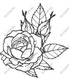  Elegant rose