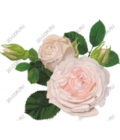  Elegant pink roses