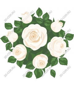  Elegant white roses