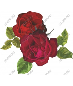  Elegant red roses