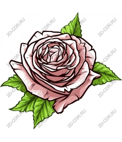  Elegant rose