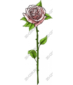  Elegant rose