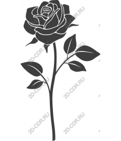  Elegant black rose
