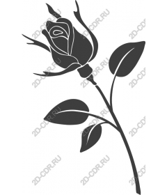  Elegant rose