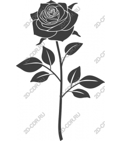  Elegant rose