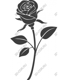  Elegant rose and