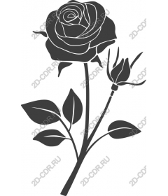  Elegant rose