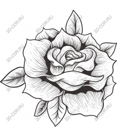  Elegant black and white rose