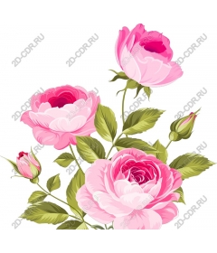  Elegant pink roses