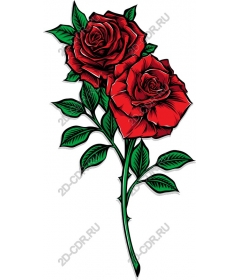  Elegant red roses