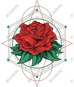  Elegant rose