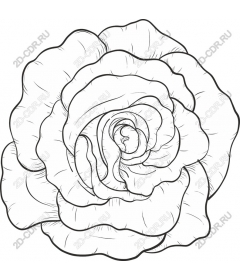  Elegant rose