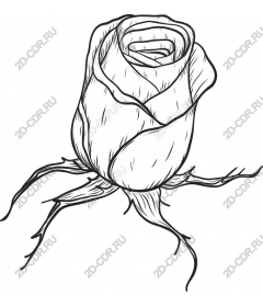  Elegant black and white rose