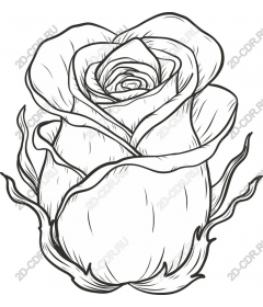  Elegant rose