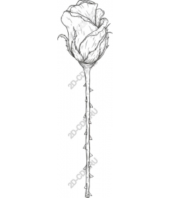  Elegant rose Line Art