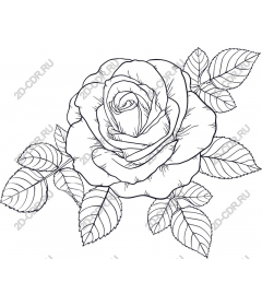  Elegant rose