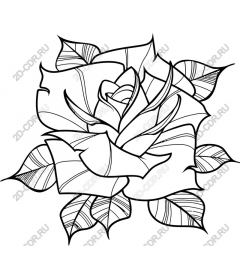  Elegant rose