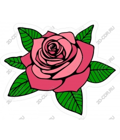 Blooming rose