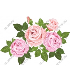  Elegant pink roses
