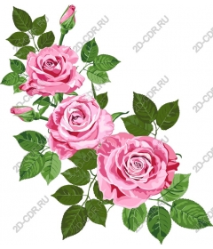  Elegant pink roses