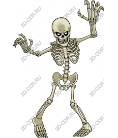  Bright skeleton