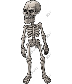  Complicated skeleton