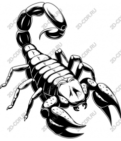  Scorpio