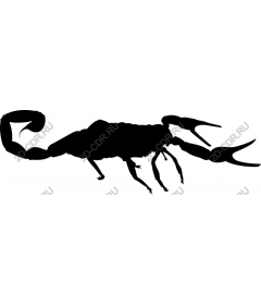  Scorpio