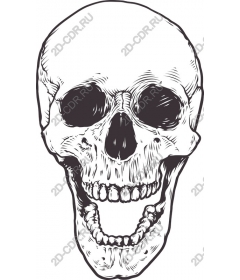 Intricate skull