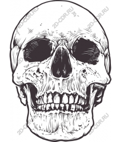 Vintage skull