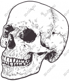 Intricate skull