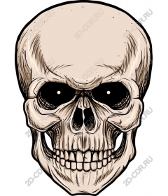  Череп