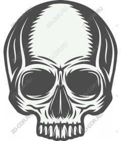 Premium Skull