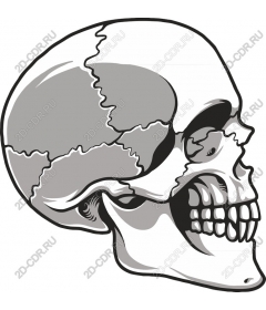  Detailed skull
