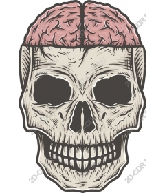  Brainy Skull