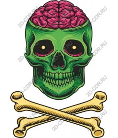  Bright the skull and brain