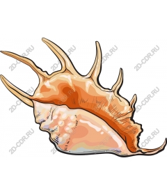  Detailed seashell