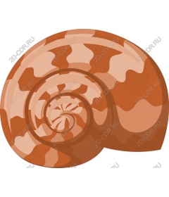  Elegant spiral shell
