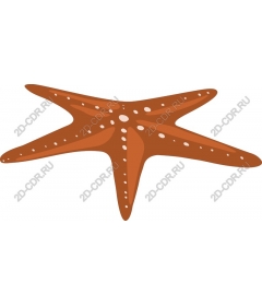 Bright starfish