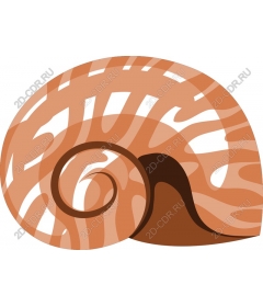  Elegant spiral shell