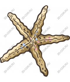 Прибрежное очарование Морская звезда