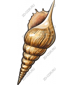  Coastal Shell